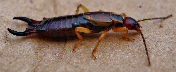 Earwig Flooded basement flooded yard